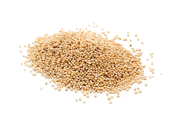 Sorghum Millet - Jonnalu