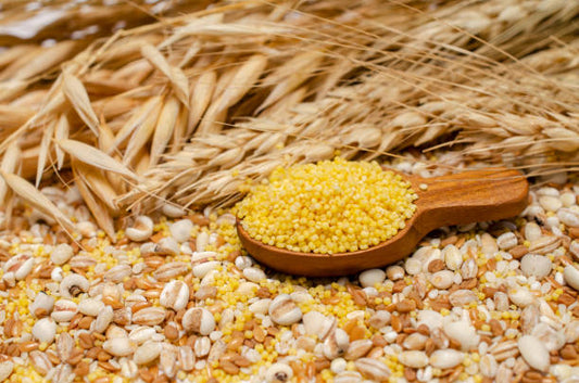 Sorghum Millet - Jonnalu